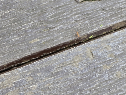 Anoplolepis gracilipes observed 2026-10-27