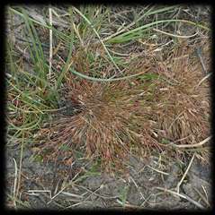 Juncus bulbosus