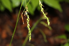 Carex arctata