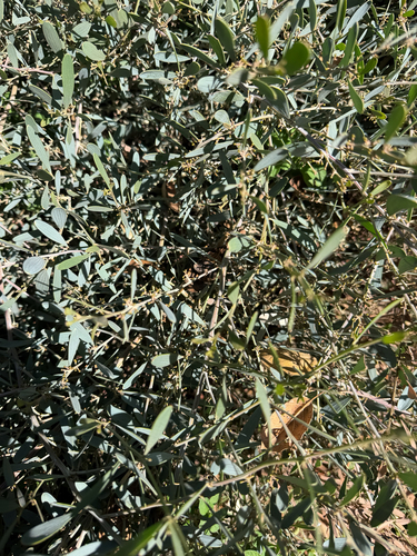 Acacia observed 2026-10-27