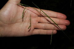 Carex arctata