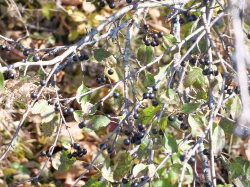 Rhamnus cathartica observed 2026-10-27