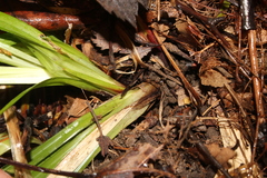 Carex arctata