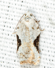 Acleris subnivana