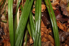 Carex arctata