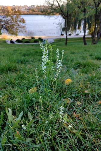 Melilotus albus observed 2026-10-27