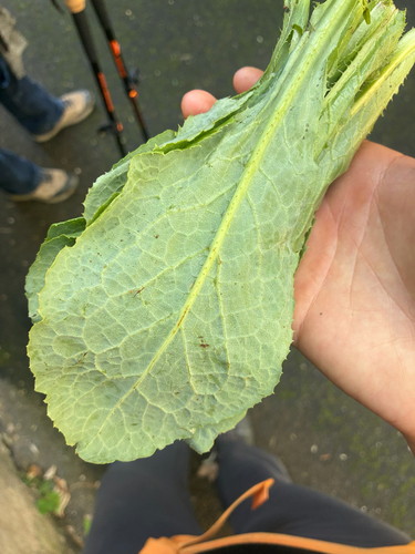 Lactuca observed 2026-10-27