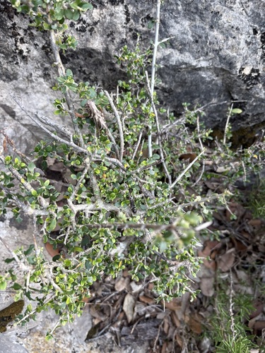 Oliva observed 2026-10-27