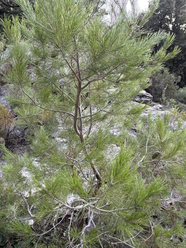 Pinus halepensis observed 2026-10-27