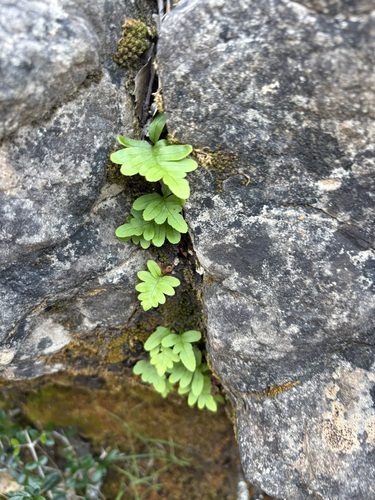 Polypodium vulgare observed 2026-10-27
