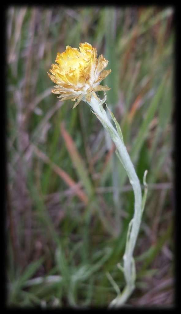 Pale Swamp Everlasting