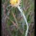 Coronidium gunnianum - Photo (c) Russell Best, μερικά δικαιώματα διατηρούνται (CC BY), uploaded by Russell Best