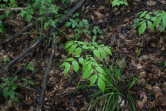 Carex arctata