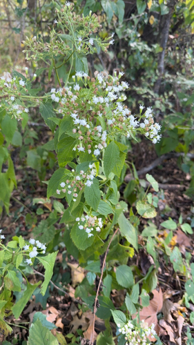 Ageratina altissima, 2026-10-27