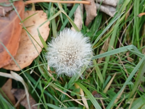 Taraxacum officinale observed 2026-10-27
