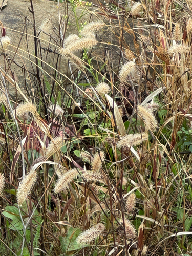 Setaria viridis observed 2026-10-27