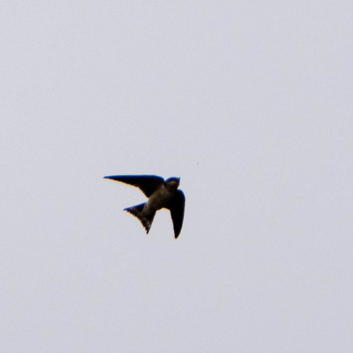 Hirundo rustica observed 2026-10-27