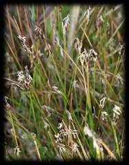 Eleocharis pusilla