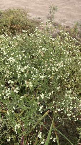 Parthenium hysterophorus observed 2026-10-27