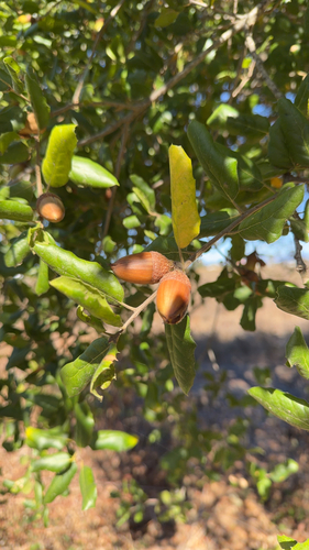 Quercus observed 2026-10-27
