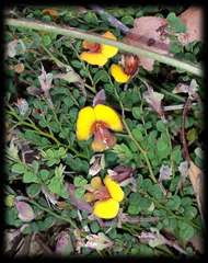 Bossiaea buxifolia