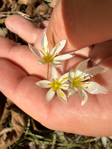 Nothoscordum bivalve, 2026-10-27