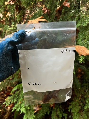 Polystichum munitum observed 2026-10-27