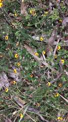 Bossiaea buxifolia