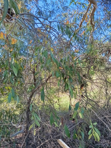 Dendrophthoe observed 2026-10-26