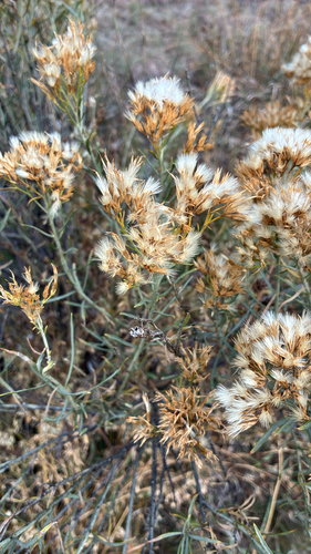 Ericameria nauseosa, 2026-10-27