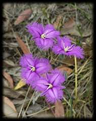 Thysanotus tuberosus tuberosus