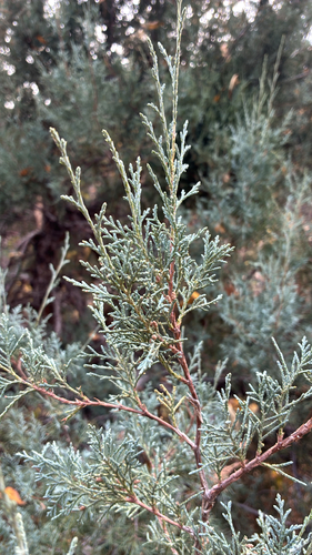 Juniperus scopulorum observed 2026-10-27
