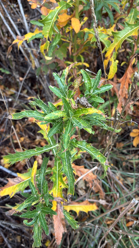 Cirsium arvense observed 2026-10-27