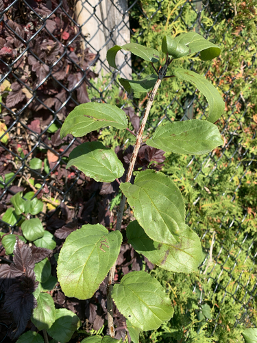 Rhamnus cathartica observed 2026-10-27