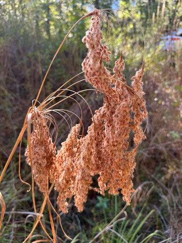 Scirpus observed 2026-10-27