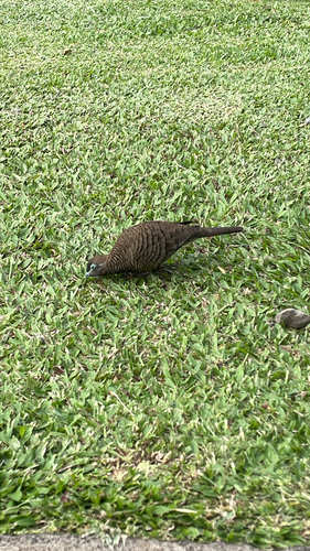 Geopelia striata, 2026-10-27