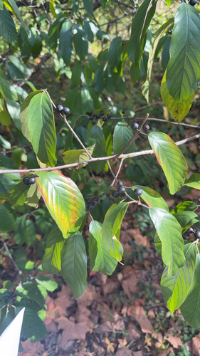 Rhamnus observed 2026-10-27