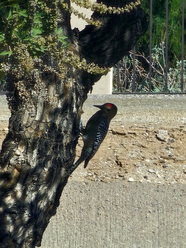 Melanerpes uropygialis, 2026-10-27