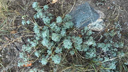 Artemisia frigida observed 2026-10-27