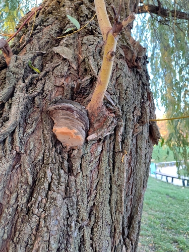 Phellinus igniarius, 2026-10-27