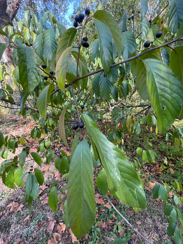 Rhamnus observed 2026-10-27