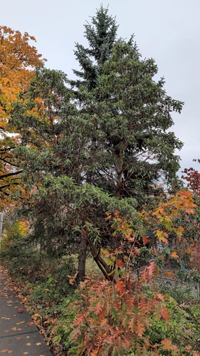 Arbutus menziesii observed 2026-10-27