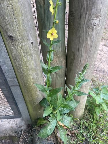 Verbascum virgatum observed 2026-10-26