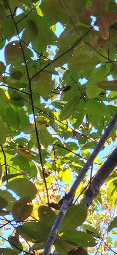 Oxydendrum arboreum observed 2026-10-27