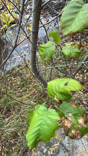Alnus incana observed 2026-10-27