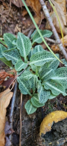 Goodyera observed 2026-10-27