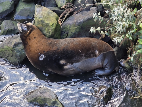 Zalophus californianus, 2026-10-27