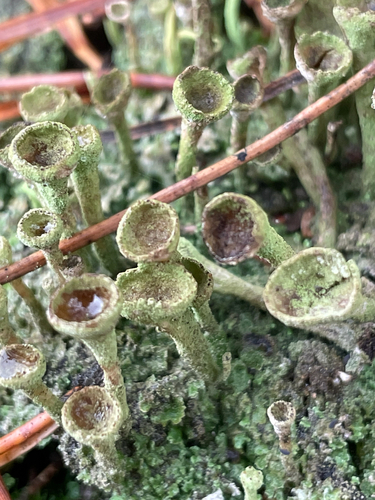 Cladonia observed 2026-10-27