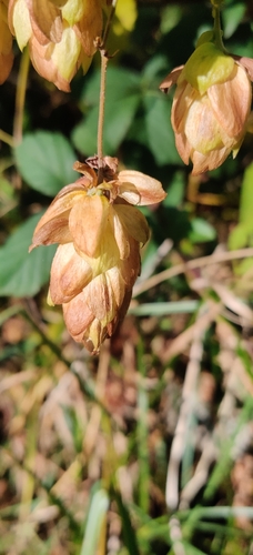 Humulus lupulus, 2026-10-27