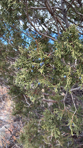 Juniperus scopulorum observed 2026-10-27